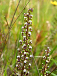Attēlu rezultāti vaicājumam “Triglochin maritimum flower”