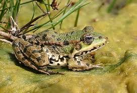 Attēlu rezultāti vaicājumam “Pelophylax adult”