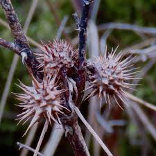 Attēlu rezultāti vaicājumam “Diplolepis bicolor”