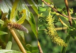 Attēlu rezultāti vaicājumam “Salix cinerea male flower”