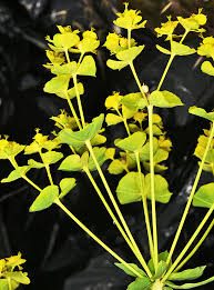 Attēlu rezultāti vaicājumam “Euphorbia virgata flower”