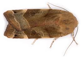 Attēlu rezultāti vaicājumam “Noctua fimbriata”