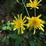 Attēlu rezultāti vaicājumam “Hieracium murorum flower”