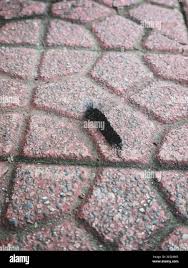 Attēlu rezultāti vaicājumam “Gynaephora selenitica larva”