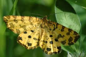 Attēlu rezultāti vaicājumam “Pseudopanthera macularia”