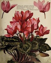 Image result for Cyclamen persicum