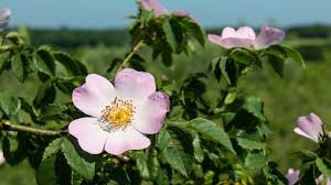 Attēlu rezultāti vaicājumam “Rosa canina”