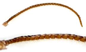 Attēlu rezultāti vaicājumam “Hydrelia sylvata”