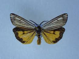 Attēlu rezultāti vaicājumam “Spiris striata”