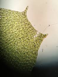 Attēlu rezultāti vaicājumam “Lophocolea coadunata”