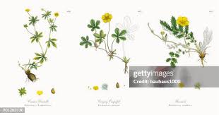 Image result for Potentilla tormentilla