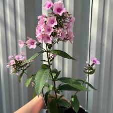 Image result for Phlox paniculata `Bright Eyes`