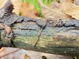 Attēlu rezultāti vaicājumam “Diderma subviridifuscum var. macrospora* macro”