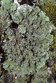 Attēlu rezultāti vaicājumam “Physconia detersa”