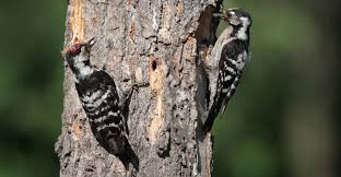Attēlu rezultāti vaicājumam “Dendrocopos minor female”