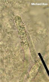 Attēlu rezultāti vaicājumam “Diderma ochraceum spores”