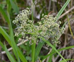 Attēlu rezultāti vaicājumam “Scirpus sylvaticus”
