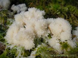 Attēlu rezultāti vaicājumam “Symphytocarpus trechisporus macro”