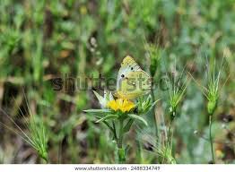 Attēlu rezultāti vaicājumam “Colias palaeno upperside”