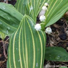 Attēlu rezultāti vaicājumam “Convallaria majalis leaf”