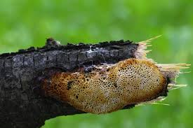 Attēlu rezultāti vaicājumam “Dichomitus campestris”