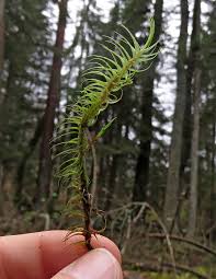 Attēlu rezultāti vaicājumam “Dicranum majus”