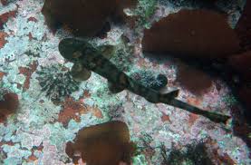 Image result for Haploblepharus edwardsii