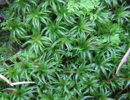 Attēlu rezultāti vaicājumam “Acrocarpous mosses”