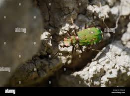 Attēlu rezultāti vaicājumam “Cicindela campestris imago”