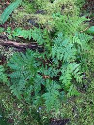Attēlu rezultāti vaicājumam “Dryopteris expansa”