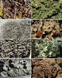 Attēlu rezultāti vaicājumam “Cliostomum corrugatum”