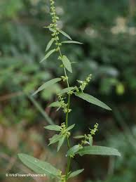 Attēlu rezultāti vaicājumam “Rumex obtusifolius flower”