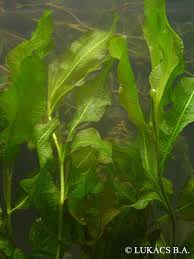 Attēlu rezultāti vaicājumam “Potamogeton lucens”