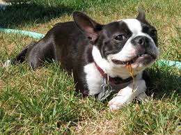 Attēlu rezultāti vaicājumam “Pica pica adult”