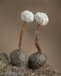 Attēlu rezultāti vaicājumam “Physarum bryocorticola”