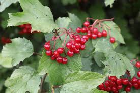 Attēlu rezultāti vaicājumam “Viburnum opulus fruit”