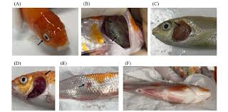 Image result for Cyprinus rubrofuscus