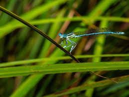 Attēlu rezultāti vaicājumam “Platycnemis pennipes male”