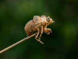 Attēlu rezultāti vaicājumam “Scardia boletella exuvia”