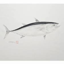 Image result for Thunnus maccoyii