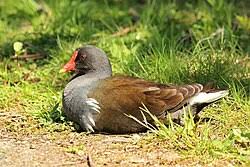 Attēlu rezultāti vaicājumam “Gallinula chloropus”