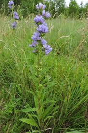 Attēlu rezultāti vaicājumam “Campanula cervicaria flower”