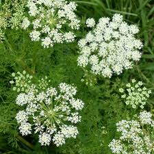 Attēlu rezultāti vaicājumam “Carum carvi leaf”