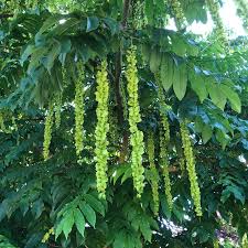 Attēlu rezultāti vaicājumam “Pterocarya fraxinifolia female flower”