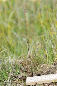 Attēlu rezultāti vaicājumam “Triglochin palustre”