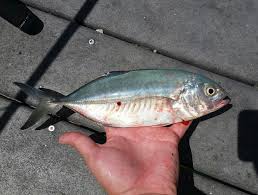 Image result for Caranx crysos