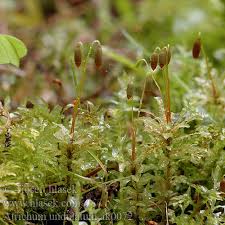 Attēlu rezultāti vaicājumam “Atrichum undulatum”