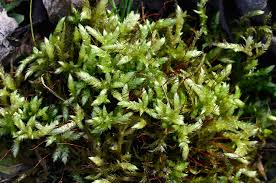 Attēlu rezultāti vaicājumam “Brachythecium rutabulum”