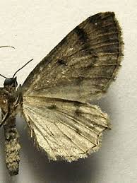 Attēlu rezultāti vaicājumam “Anticollix sparsata”