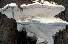 Attēlu rezultāti vaicājumam “Oxyporus”